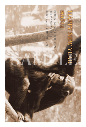 hb01 チンパンジーのセピア写真年賀状