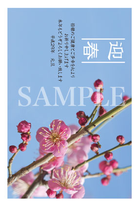 hc04 梅の花の写真年賀状
